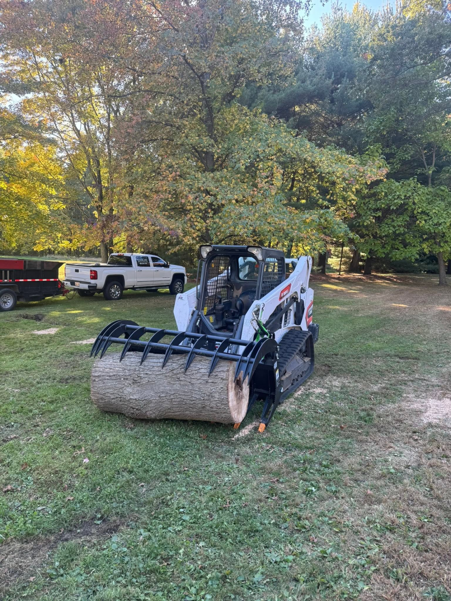 Bobcat track loader carrying a large oak log with a grapple attachment
