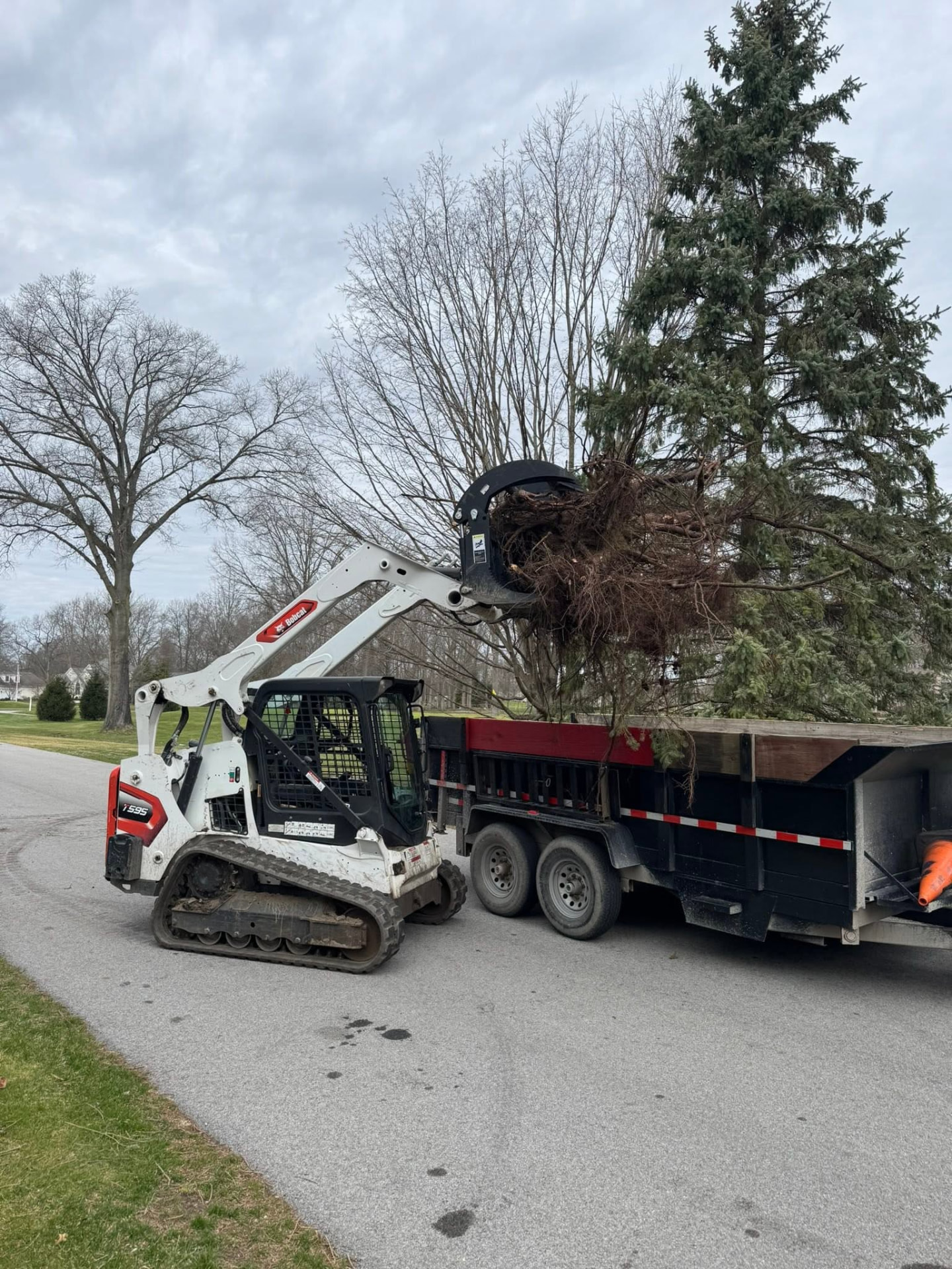 Compact track loader loading a large spruce tree into a dump trailer