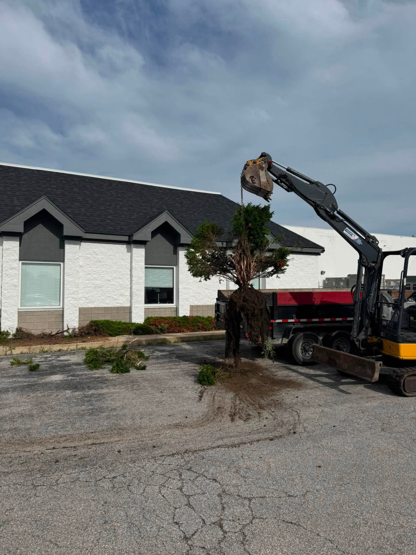 Mini excavator pulling an evergreen shrub out of a commercial parking lot island